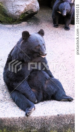 Asian black bear sitting 109468018