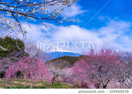 [Mt. Fuji material] Mt. Fuji and plum blossoms in early spring [Shizuoka Prefecture] 109468036