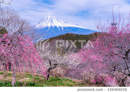 [Mt. Fuji material] Mt. Fuji and plum blossoms in early spring [Shizuoka Prefecture] 109468038