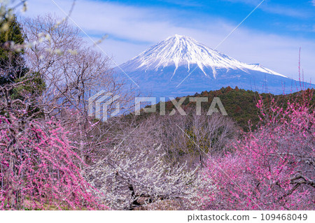 [Mt. Fuji material] Mt. Fuji and plum blossoms in early spring [Shizuoka Prefecture] 109468049