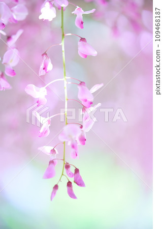 A landscape with wisteria's flowers A landscape with wisteria's flowers 109468187