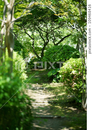 綠色環繞的道路 109468416