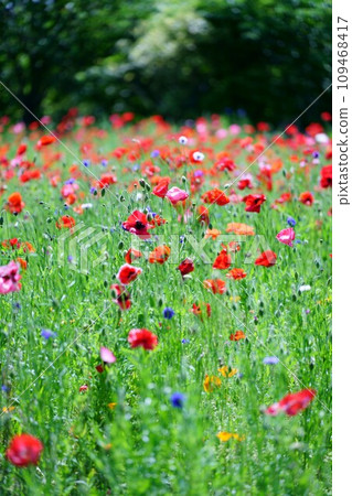 紅罌粟花 109468417