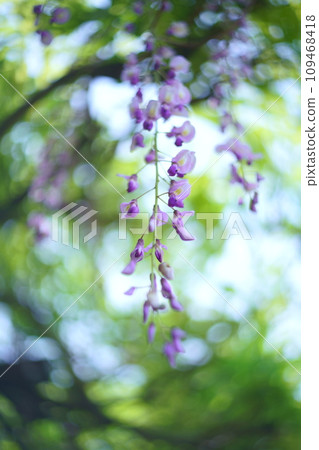 紫藤花的景觀 109468418