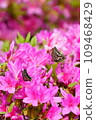 Swallowtail butterfly that sucks the nectar of azaleas 109468429