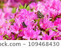 Swallowtail butterfly that sucks the nectar of azaleas 109468430