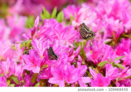 Swallowtail butterfly that sucks the nectar of azaleas 109468430