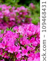 Swallowtail perched on an azalea flower 109468431