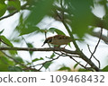 Sparrows stopping on branches 109468432
