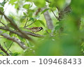 Sparrow 109468433