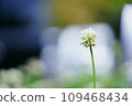 Clover white flowers 109468434