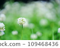 Clover white flowers 109468436