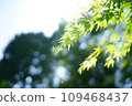 Fresh green leaves in the sun 109468437