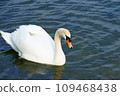 Swans swimming on the water 109468438