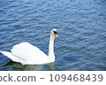 Swans swimming on the water 109468439