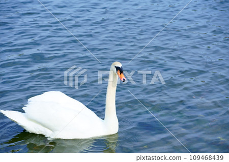 Swans swimming on the water Swans swimming on the water 109468439