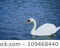 Swans swimming on the water 109468440