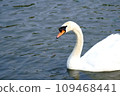 Swans swimming on the water 109468441