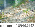 Dead leaves that fell to the ground 109468442