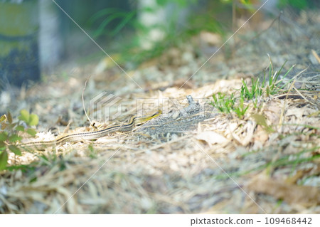 Dead leaves that fell to the ground 109468442