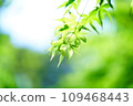 summer green maple 109468443