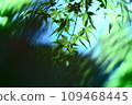 summer green maple 109468445