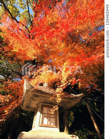 Konpira-san's lanterns and autumn leaves [Kotohira Shrine, Kotohira Town, Nakatado District, Kagawa Prefecture] 109468949