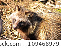 Raccoon dog 109468979