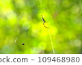 spider in spider web 109468980