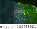 spiderweb  109468981