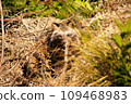 Raccoon dog 109468983