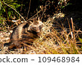 Raccoon dog 109468984