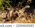 Raccoon dog 109468985