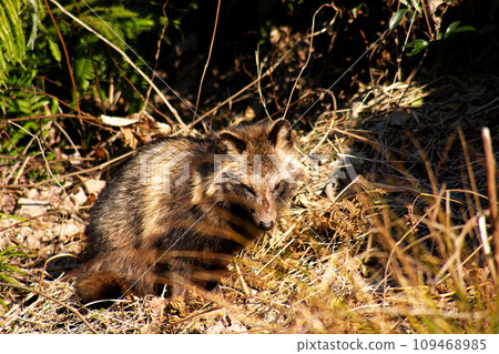貉 109468985