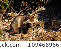 Raccoon dog 109468986