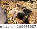 Raccoon dog 109468987