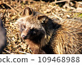 Raccoon dog 109468988