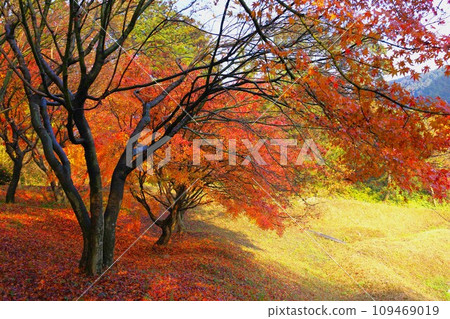 Beautiful colorful autumn leaves Beautiful colorful autumn leaves 109469019