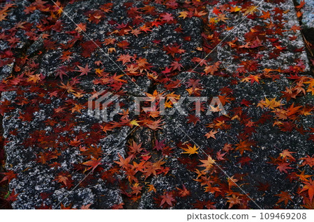 Autumn leaves 7224 109469208