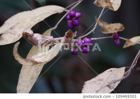 Purple berries left in the forest in early winter Purple berries left in the forest in early winter 109469301