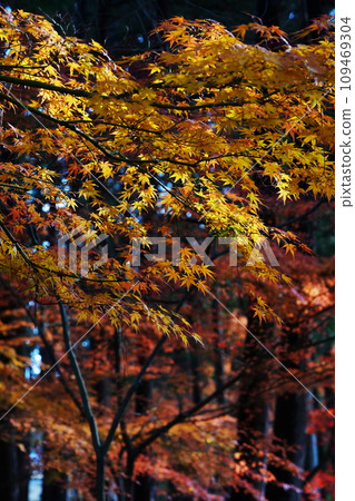 Autumn leaves 7128 Autumn leaves 7128 109469304