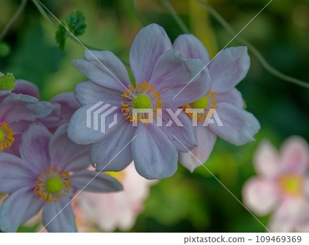 Sepal piece of Ranunculaceae 109469369