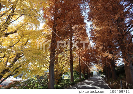 山手義大利山地花園,秋葉茂盛 山手義大利山地花園,秋葉茂盛 109469711