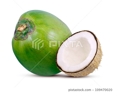 Coconut palm isolated on white background 109470020
