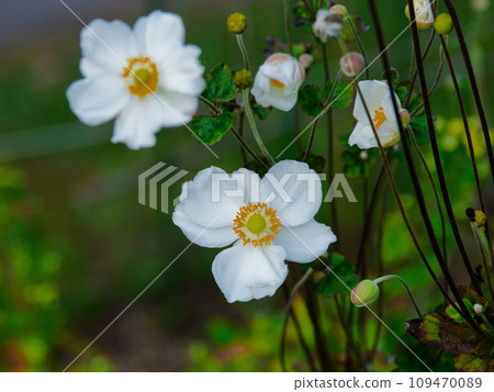 Sepal piece of Ranunculaceae 109470089