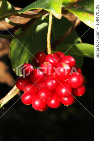 Sanekazura水果 109470305