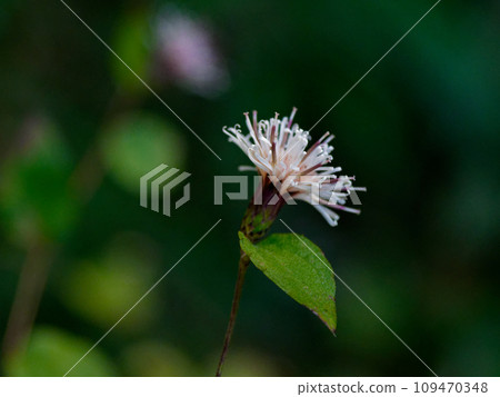 菊科小野花的開花 109470348