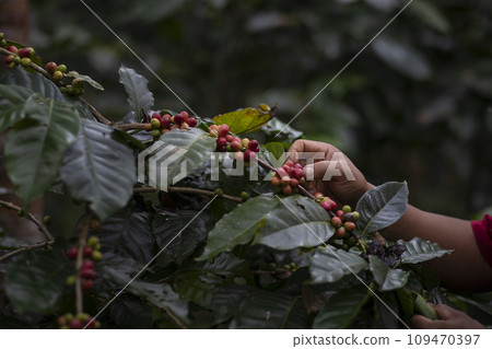 Coffee farmer picking ripe cherry beans Coffee farmer picking ripe cherry beans 109470397