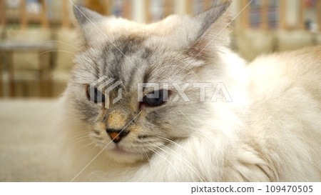 Minuet's face 109470505