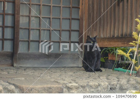 Stray black cat Stray black cat 109470690